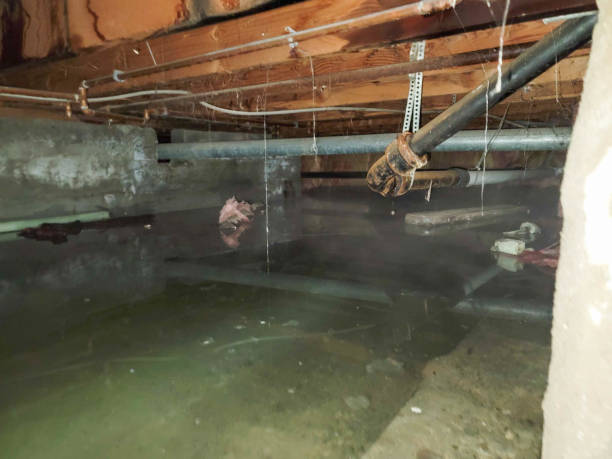 Best Flood damage cleanup  in Milford Mill, MD