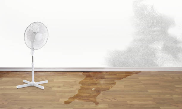 Best Local water damage restoration  in Milford Mill, MD